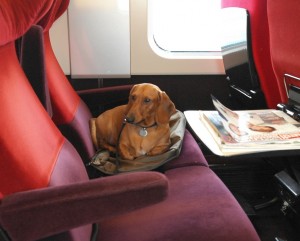 Perro en Thalys